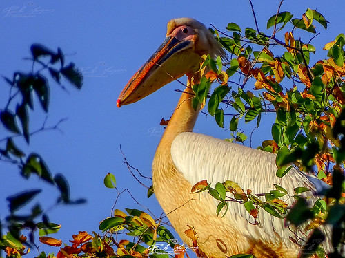 pelicano comum liwonde reserve park malawi africa pelecanus onocrotalus sony hx400v pelican paulo marques ave bird passaro céu sky arvore tree