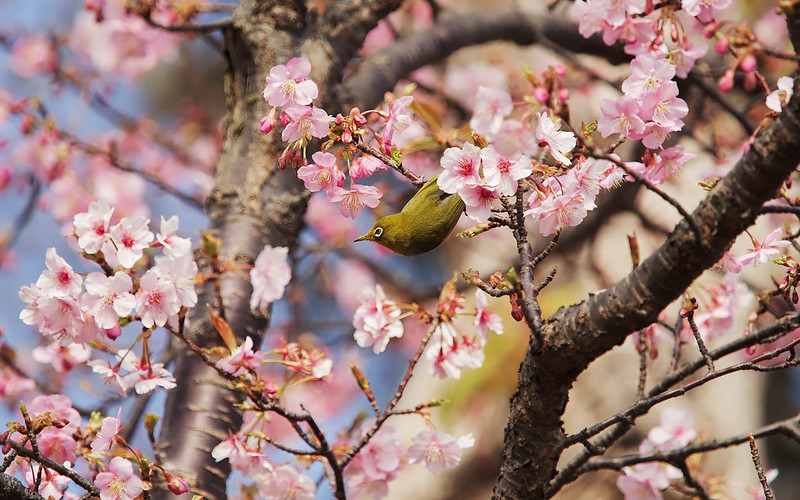 spring in full bloom / 春爛漫