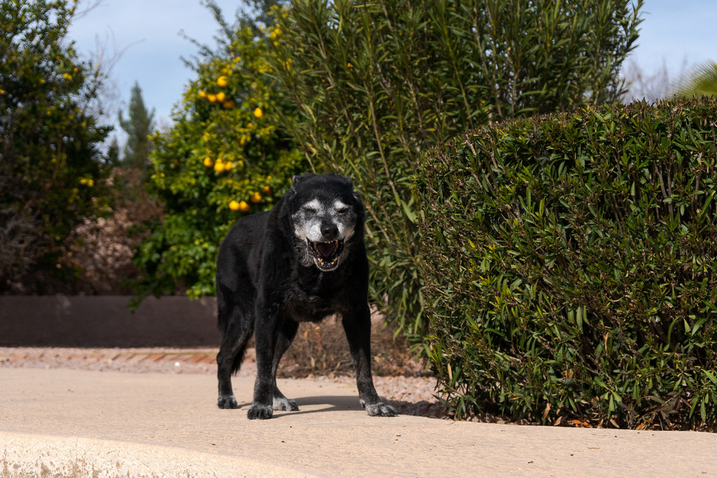 Our dog Ellie yawns while standing beside the pool in the backyard of our home in Scottsdale, Arizona