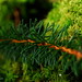 Life in miniature; beneath the firs
