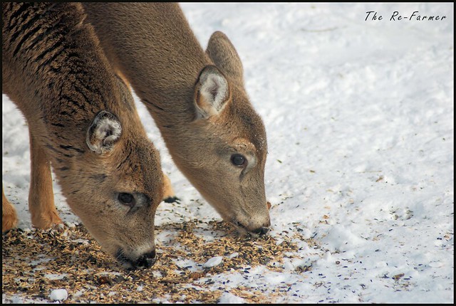 2019.01.two.white.tail.deer.2