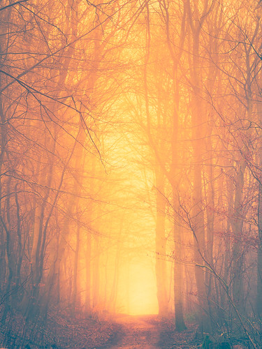 beautifulview creative enchanted fairytale fog foggy forest glow landscape magic mist misty nature path tree trees winter woods