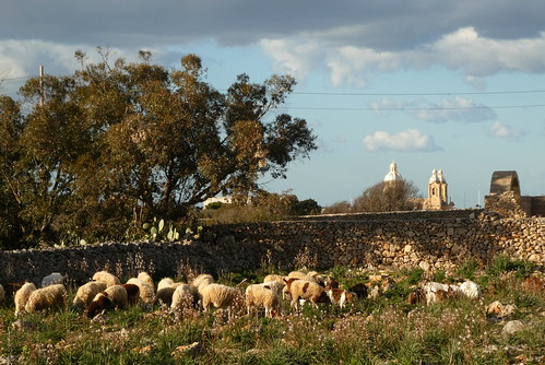 Malta - Sheep and goats on Dingli Cliffs