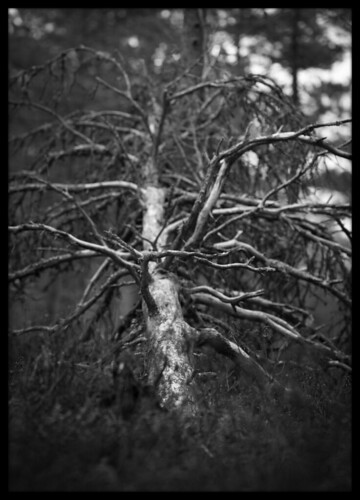 135mm black blackandwhite blackandwhitephotography bw dead deadtree monochrome samyang rokinon