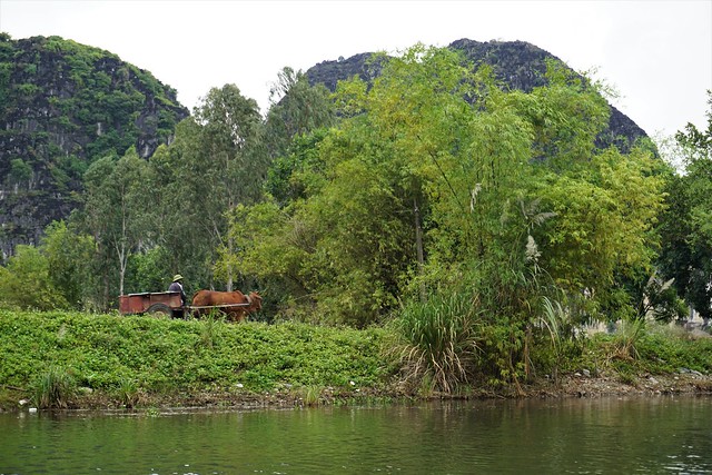 Más Tam Coc: recorrido en barca, Mua Cave y santuario de aves de Thung Nham - VIETNAM, TIERRA DE DRAGONES (4)