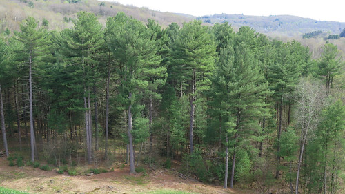 thomaston connecticut ct dam thomastondam reservoir park green trees nature landscape newengland naugatuckriver mountains scenic flora plants forest woods
