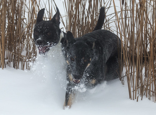 thiefriverfalls minnesota thiefriverfallsmn snow dog doginthesnow pitbull rescue rescuedog dogs outdoors outside