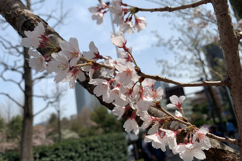 日比谷飯野ビル前の桜