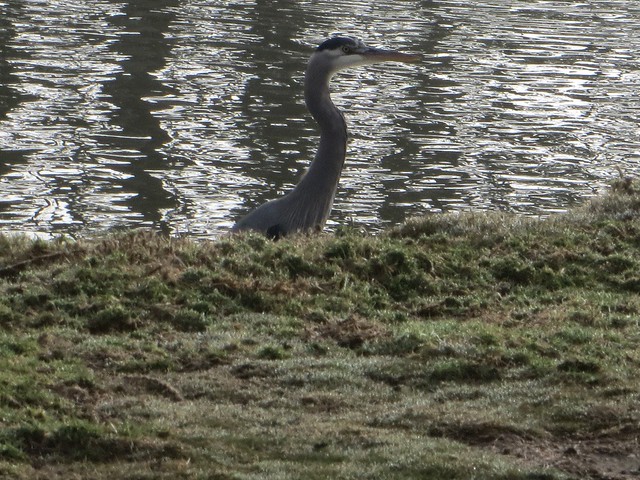 watchful heron at the pond