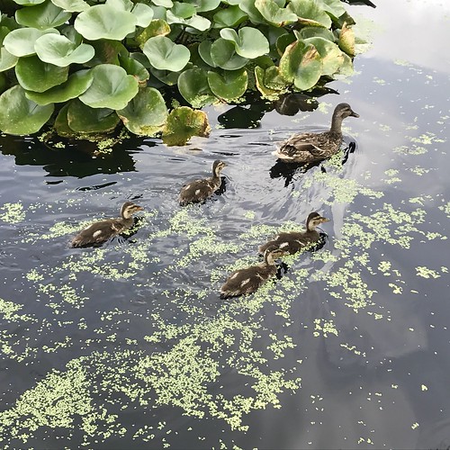 saintlouis park water duck waterlilies towergrovepark