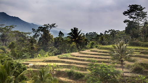 vacation holiday asia indonesië indonesia java trainride kalodaya view landscape green rice fields id