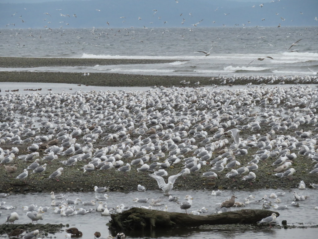 Gulls gathering for a feed of Herring.