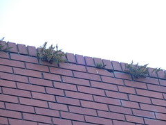 Roof fern garden