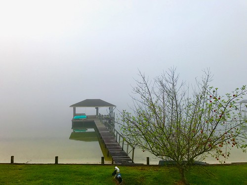 tree dock fog