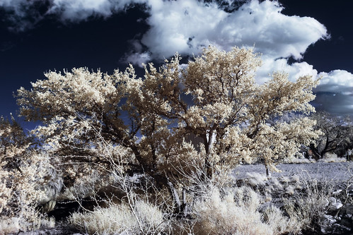 2019 canoneos50d hdr march mojavedesert nevada redrockcanyon springmountainranch tamronsp1024mm13545 infrared nature statepark winter