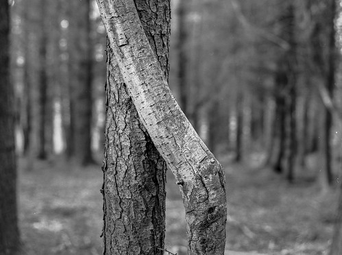 tree leaves branch stanleyburnwoods blackandwhite monochrome woodland mediumformat mamiya acros landscape ruralnortheast