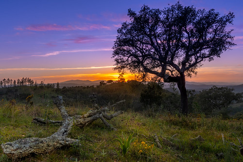 sunset sun algarve hills oak tree cork