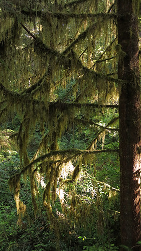 Tall mossy trees along the Rainforest Trail of the Pacific Rim Rainforest Trail on Vancouver Island, Canada