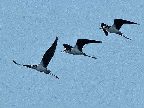 Black-necked Stilts 004-20190401