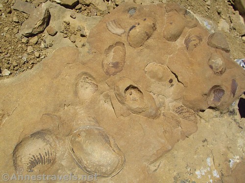 Fossils in the rocks along the Pueblo Alto Trail, Chaco Culture National Historical Park, New Mexico
