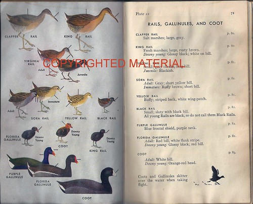 Peterson Guide Gallinule copyright 1947