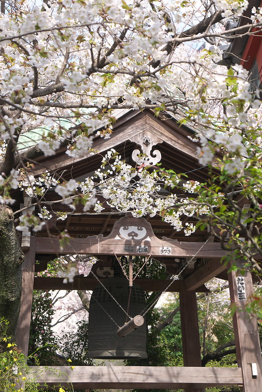 養福寺の桜
