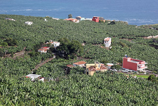 banana plantations near Los Sauces