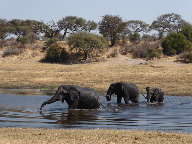 Parque Nacional de Makgadikgadi. Migración en el río Boteti - POR ZIMBABWE Y BOTSWANA, DE NOVATOS EN EL AFRICA AUSTRAL (41)