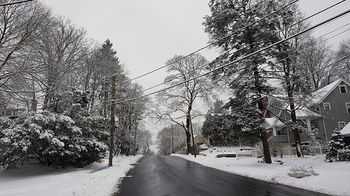 Clear street, snowy trees