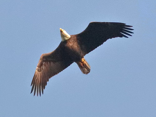 Bald Eagle male 01-20190310