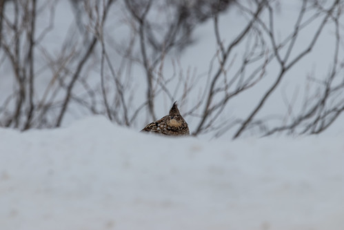 First glimpse of the world's most cooperative Ruffed Grouse