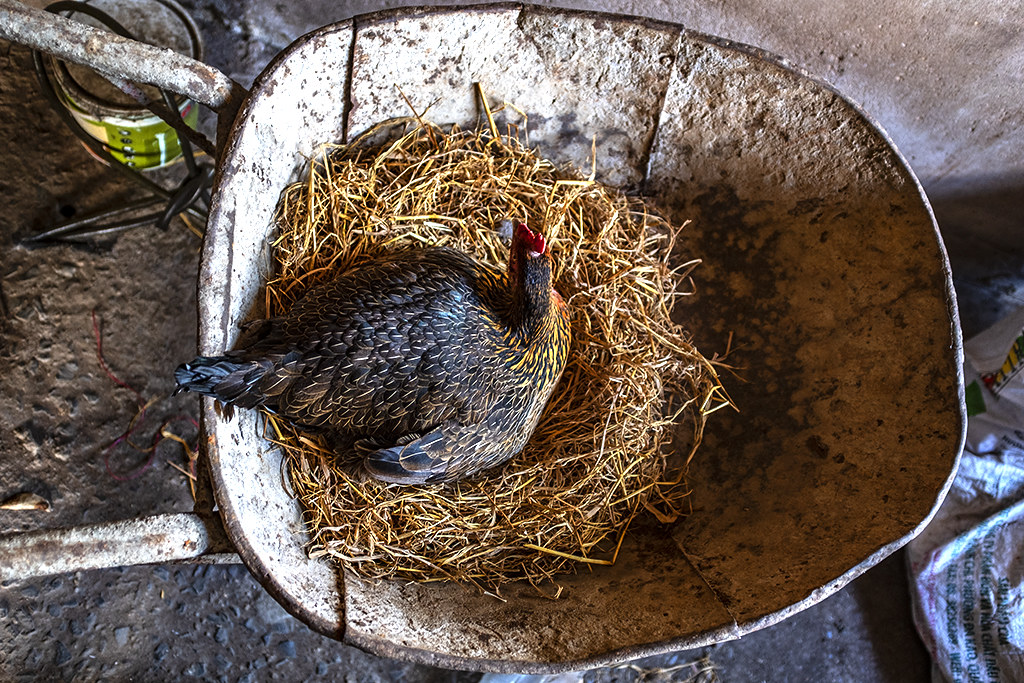 Brooding chicken on wheelbarrow--Ea Kly