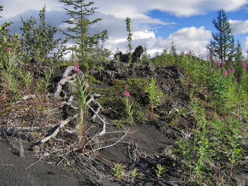 Растительность на вулканических почвах