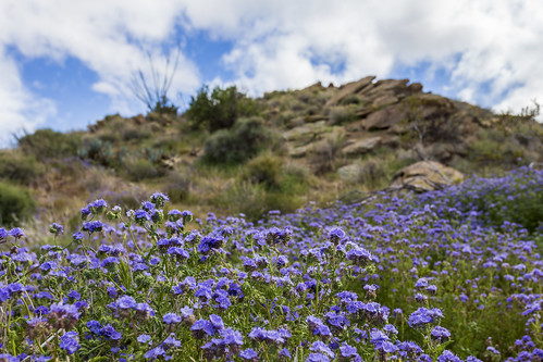 julian california unitedstatesofamerica us anzaborrego anzaborregodesertstatepark wildflowers flowers superbloom