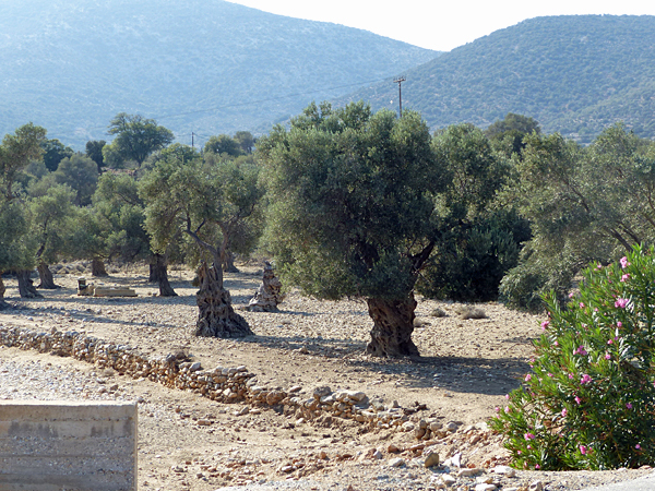 les oliviers de Naxos