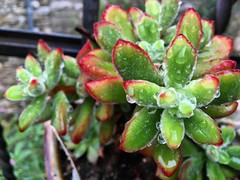 Succulente  #plant #green #colours #nature #beautiful #bloom #rain #waterdrop #succulents