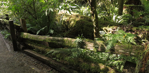 Fence in the first-growth forest of Cathedral Grove on Vancouver Island, Canada