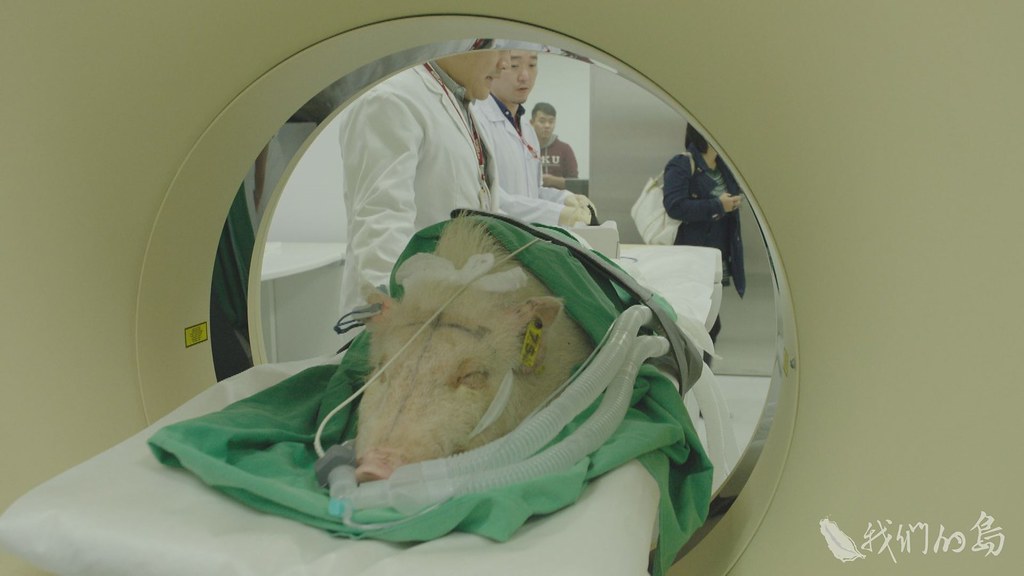 蘭嶼豬多應用在心血管疾病的臨床實驗，而李宋豬則應用在腦部腫瘤、腦神經等臨床實驗。