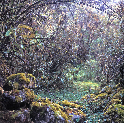 queñualtrees forest hasselblad500c scannedslide cordillerablanca perú 1981