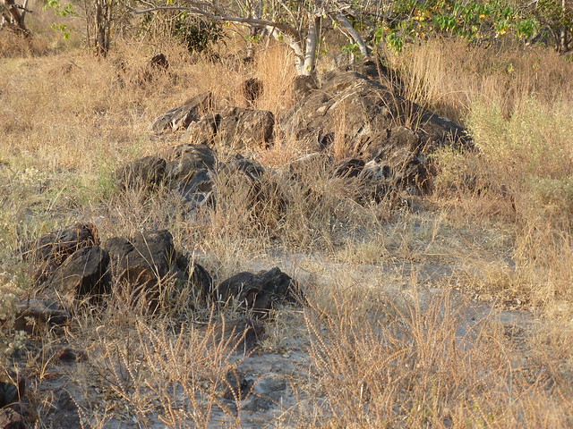 Dejamos Moremi y nos vamos a Savuti, (Parque Nacional de Chobe) - POR ZIMBABWE Y BOTSWANA, DE NOVATOS EN EL AFRICA AUSTRAL (29)