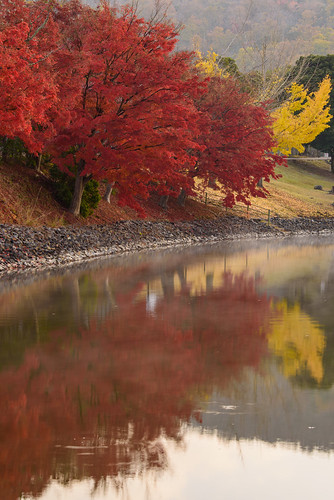 japan 奈良県 奈良公園 大仏池 temple 紅葉 autumnleaves 日の出 sunrise