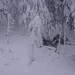 stromy obtěžkané sněhem se lámou i v bezvětří