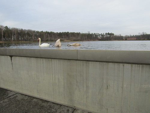Swans on lake in Bokrijk, Genk