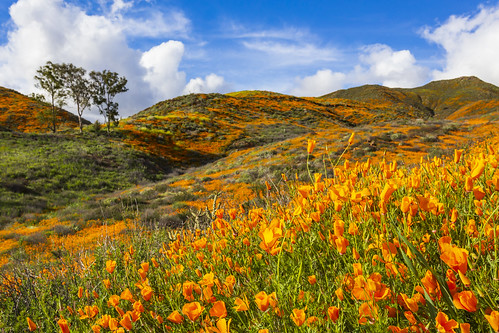 perris california unitedstatesofamerica us poppy poppies californiapoppy wildflowers blooms flowers lakeelsinore walkercanyon