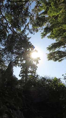Sunlight through the trees on the Wild Pacific Trail in Ucluelet on Vancouver Island, Canada