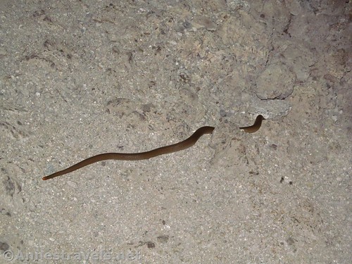 Our cave snake - a Rubber Boa - in Lava Beds National Monument, California