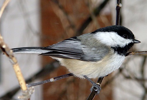 My first decent Black-capped Chickadee photo, from 2002