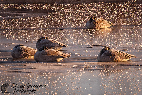 bird canadageese cold colorado cortez earlymorninglight frozen frozenpond geese ice icecrystals lake montezumacounty pond co usa morning orange