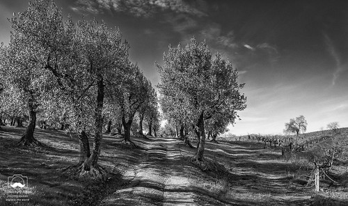 califonia hwy12 landscape nature otherkeywords rbcohnwinery sonomacounty barrel clouds earlyspring envrironment flowers grass hdr hills mustard olivetrees road trees vines vineyard vineyards bw blackandwhite