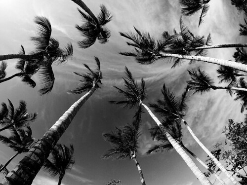 beach ocean silhouette dominicanrepublic palmtrees landscapephotography monochrome bw tropics atlantic noir sky clouds shadows contrast noiretblanc blackwhite blancoynegro blackandwhite bwphotography gopro absoluteblackandwhite mono puertoplata